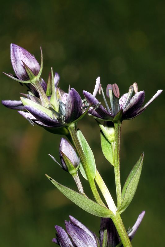 Swertia perennis / Genzianella stellata